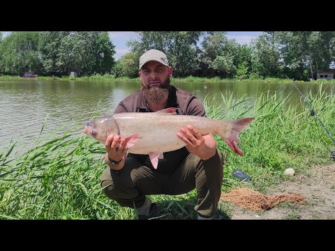 Видео: хороший толстолоб на кукурузную муку