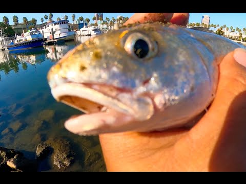 Видео: Возможный мировой рекорд по рыбе, пойманной в Лонг-Бич