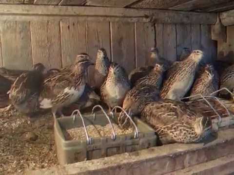 Видео: Советы начинающим перепеловодам / Tips for Raising Quail for Beginners