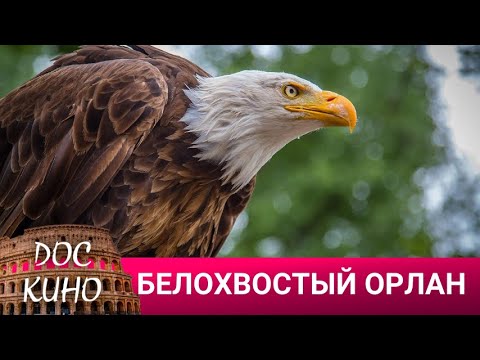 Видео: 🎭БЕЛОХВОСТЫЙ ОРЛАН 🌎 ДОКУМЕНТАЛЬНОЕ КИНО 🎆 2023