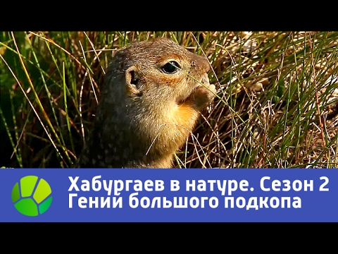 Видео: Маленький гений большого подкопа. Хабургаев в натуре | Живая Планета