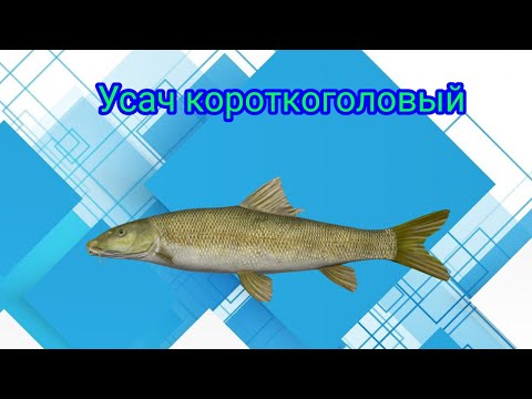 Видео: Река Ахтуба\Ловля Усача Короткоголового\РР4\Русская рыбалка 4