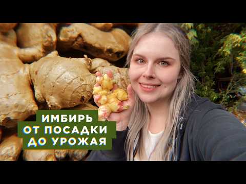 Видео: Как вырастить имбирь в домашних условиях: мой опыт и урожай спустя 7 месяцев