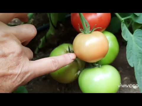 Видео: Сбор томатов: Махитос,  Мимино, Эрон.