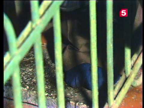 Видео: Криминальный талант. 1-я серия. ЛенТВ, 1985 г.