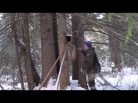 Видео: Охота на Куницу капканами. Сезон 24-25г. ПЕРВЫЙ РЕЗУЛЬТАТ.