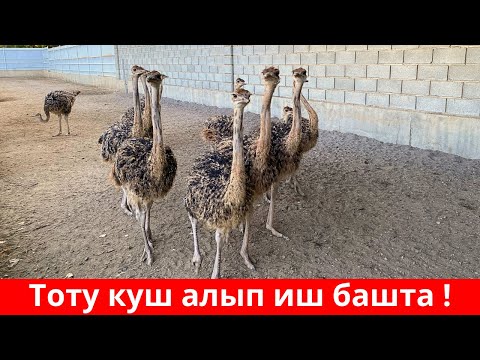 Видео: КЕТТИК !  Тоту куштун этин жеп келебиз ! Же болбосо Тоту куш сатып алып бизнес башта !😊😊👍👍