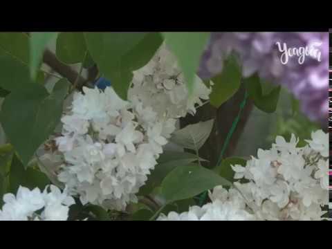 Видео: СИРЕНЬ как фиолетовой сирени привить черенок белой сирени