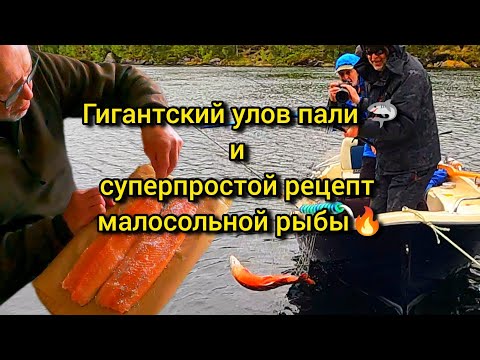 Видео: Рыбалка в Швеции: Гигантский улов пали и суперпростой рецепт малосольной рыбы!
