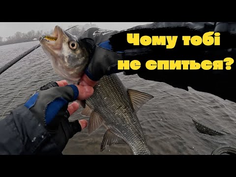 Видео: ОЦЕ ТАК РИБКА. Жерех, окуні і судаки в Києві взимку