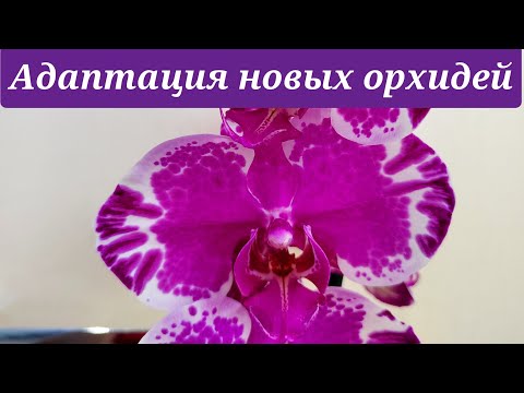 Видео: За ЭТИ орхидеи я не переживаю, полечила, НАПОИЛА, адаптирую. НОВЫЕ орхидеи в моей коллекции