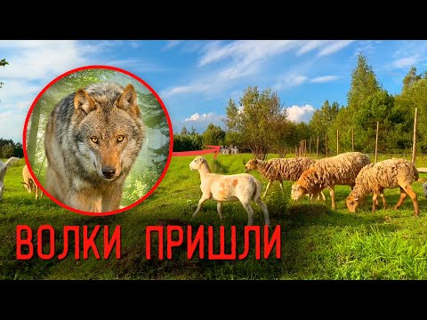 Видео: ВОЛКИ собираются в СТАИ!!! Как зимовать с волками под боком?