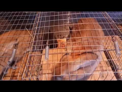 Видео: знакомствоство с мини кроликофермой 12.12.16
