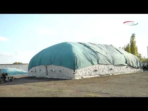 Видео: Ҷамъоварии зиёда аз 104 ҳазор тонна пахта дар вилояти Суғд.
