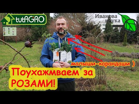 Видео: ПОУХАЖИВАЙТЕ ЗА РОЗАМИ ВЕСНОЙ: открываем, обрезаем, обрабатываем, бережем маленьких. Все секретики!