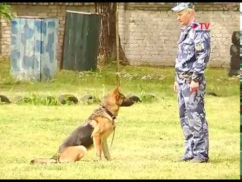 Видео: В воронежском УФСИН несут службу более сотни собак