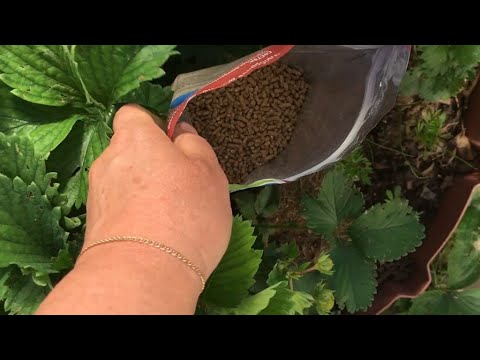 Видео: Клубника с Органик Микс