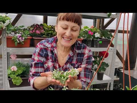 Видео: Черенкование вегетативного Алиссума/ Формировка.