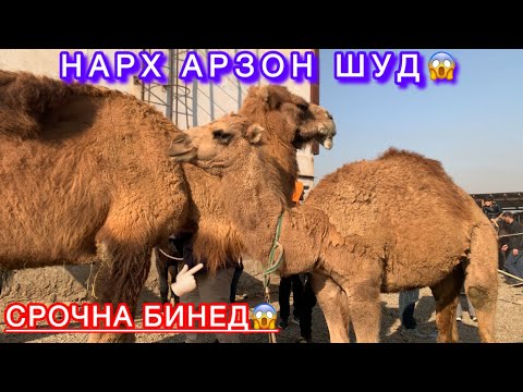 Видео: Нархҳо дигар шуд😱. Асп бозори Душанбе (Ленский район)