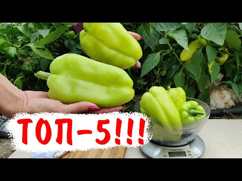 Видео: ТОП 5 СЛАДКОГО ПЕРЦА 2022!!! Лучшие сорта!!!