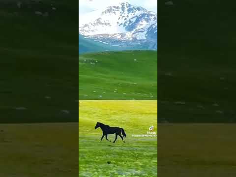 Видео: Терме «Не жаман?!»