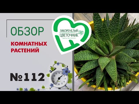 Видео: Обзор растений: цикламены, крассулы, эпипремнумы и филодендроны, араукария, алоэ, папоротники #112