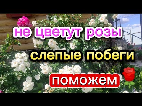 Видео: 🌹Не цветут розы... слепые побеги🌹🌹🌹