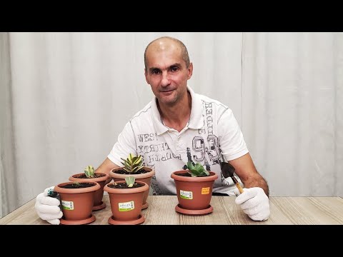 Видео: Пересадка молодых крассул | Какой состав грунта выбрать | Толстянка | Денежное дерево