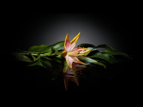 Видео: Натюрмортные фотографии-размышления.