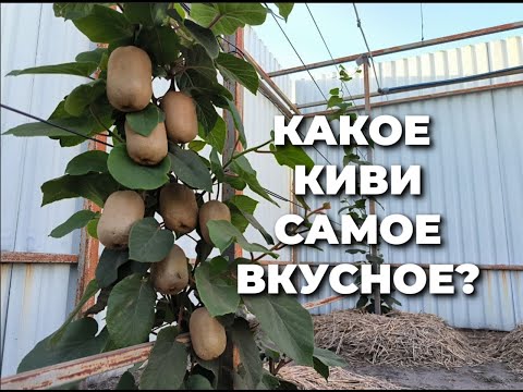 Видео: Хейворд - самое вкусное и известное киви!