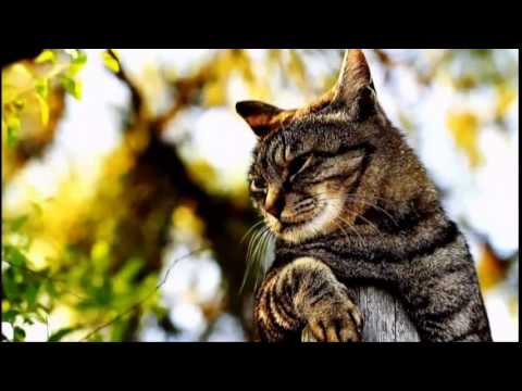 Видео: Мафик. КОТ