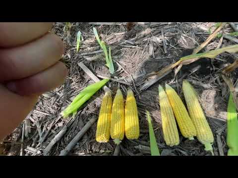 Видео: Кукурудза оранка і No till на одному полі