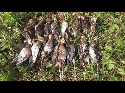 Видео: Охота на дупеля. День 3