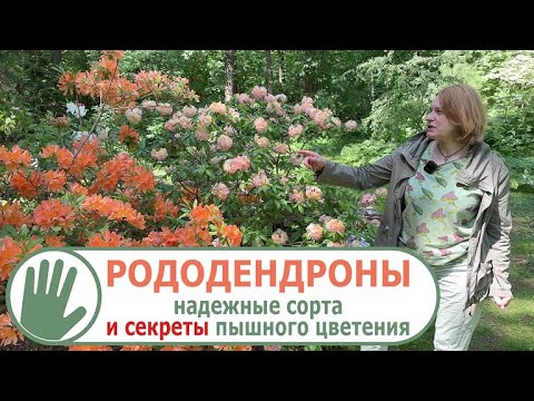 Видео: Видео журнал "СОФ №150" - РОДОДЕНДРОНЫ. Надежные сорта и секреты пышного цветения.