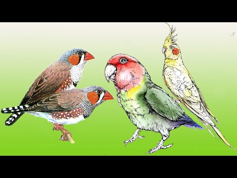 Видео: Неразлучники, амадины, кореллы. Пополнение хозяйства
