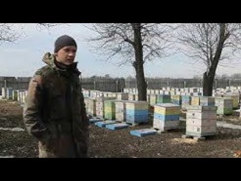 Видео: Алексей Жорновый ( Борец )- содержание на 145 рамку .Пасека 400 семей.