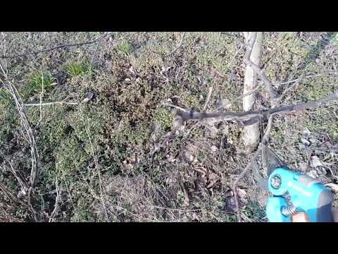 Видео: плодова деревина, обрізка яблоні і груші