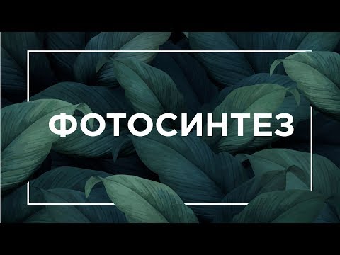 Видео: Фотосинтез | ЕГЭ Биология | Даниил Дарвин