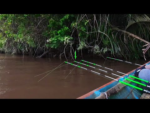Видео: [Часть 2] Рыбалка под большим деревом - Гигантская речная креветка