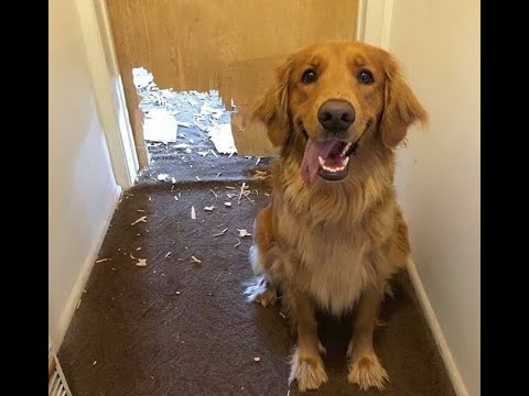 Видео: 😺 Для собак нет преград! 🐕 Смешное видео с собаками, кошками и котятами! 😸