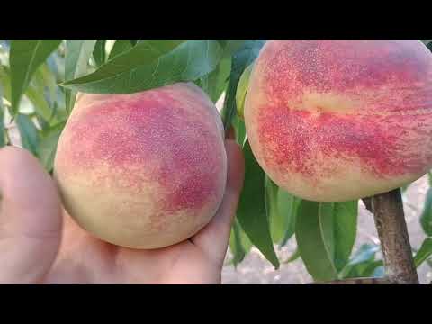 Видео: Новинка! Персик Гладіс. Peach Gladis. Дуже пізній, білом'ясий сорт! Відео від Максі Сад