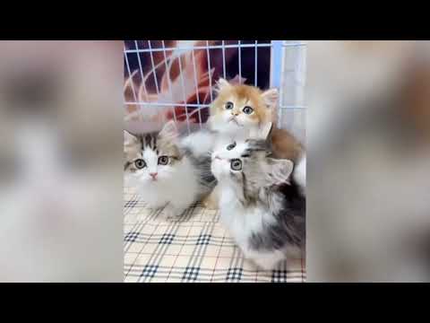 Видео: Новые самые смешные милые кошки и собаки 2025 года 🐱🐶 Попробуйте не засмеяться 😂 — Часть 37