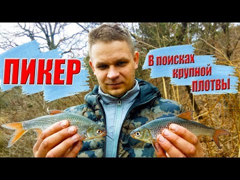 Видео: Тактика ловли  ПЛОТВЫ И КАРАСЯ на пикер. МОЛОДАЯ ГВАРДИЯ
