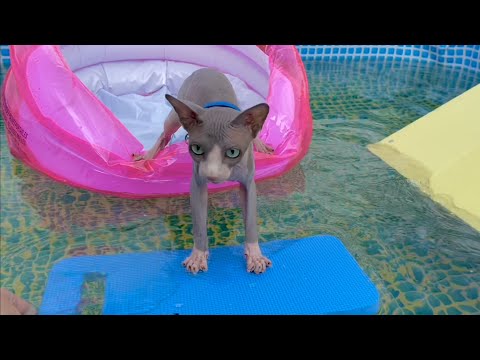 Видео: Кот ПЛАВАЕТ на ВОДНЫХ ГОРКАХ 😻