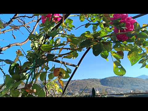 Видео: Доброго Вам всем утра и Солнышка итальянского🤗🤗🤗❤️❤️❤️