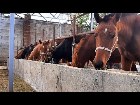 Видео: Пайда бар ма жоқпа?🔥🔥🔥 откорм Жылқы бордақы +77082084510