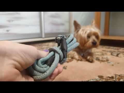 Видео: Обзор всей амуниции моей собаки🐕‍🦺