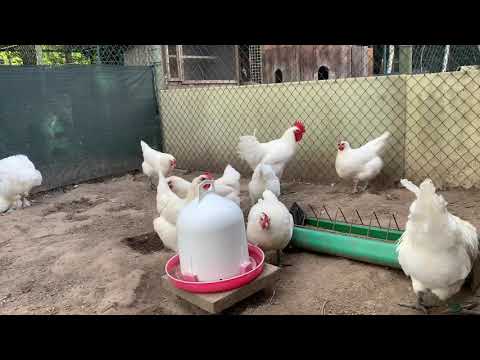 Видео: Самая лучшая  порода кур Бресс Гальская.