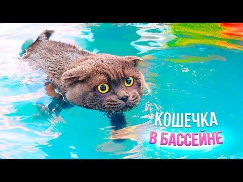 Видео: КОШЕЧКА БАТТЕРС ПЛАВАЕТ В БАССЕЙНЕ | Кот Баттерс - ПРОТКНУЛА НАДУВНОЙ БАССЕЙН