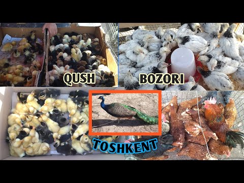 Видео: Ташкентский птичий рынок | JO'JA OBZOR @parranda_plus